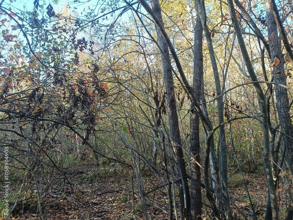 Rekyva forest during sunny autumn day. Pine and birch tree woodland. Blueberry bushes are growing in woods. Sunny day with white and gray clouds in sky. Fall season. Nature. Rekyvos miskas. Rekyva forest during sunny autumn day. Pine and birch tree woodland. Blueberry bushes are growing in woods. Sunny day with white and gray clouds in sky. Fall season. Nature. Rekyvos miskas.