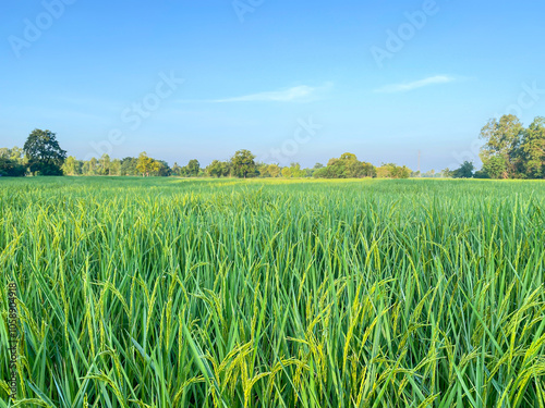 Picture of rice farming Thailand country with concept farming and nature in blue sky background.