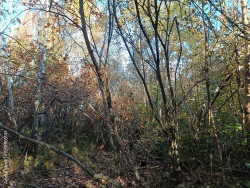 Rekyva forest during sunny autumn day. Pine and birch tree woodland. Blueberry bushes are growing in woods. Sunny day with white and gray clouds in sky. Fall season. Nature. Rekyvos miskas.