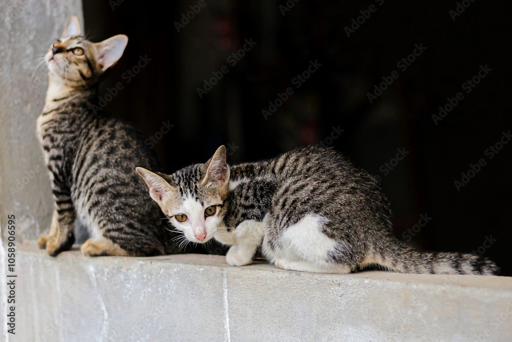 Naklejka premium The picture of two cat sitting on wall looking cute. Concept photo of animal life.