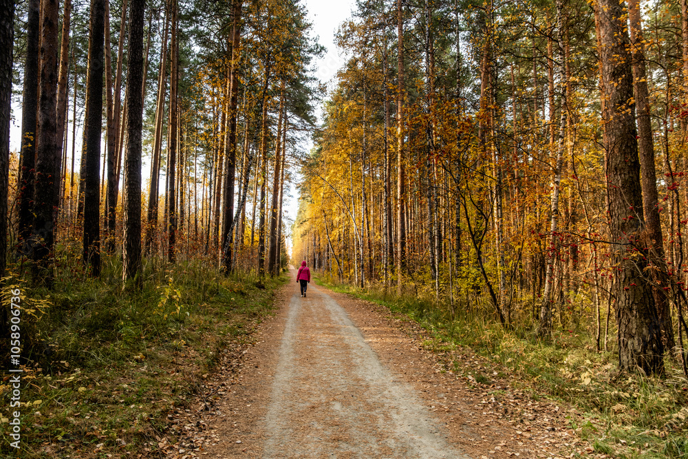 Fototapeta premium A man is walking along a road in the middle of an autumn forest.