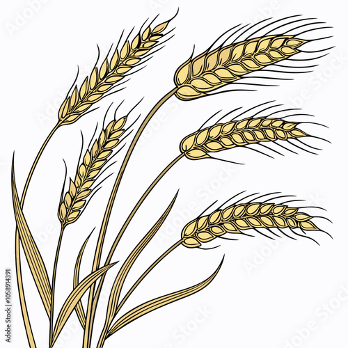 Golden wheat stalks vector illustration, An ear of wheat with isolated on white background