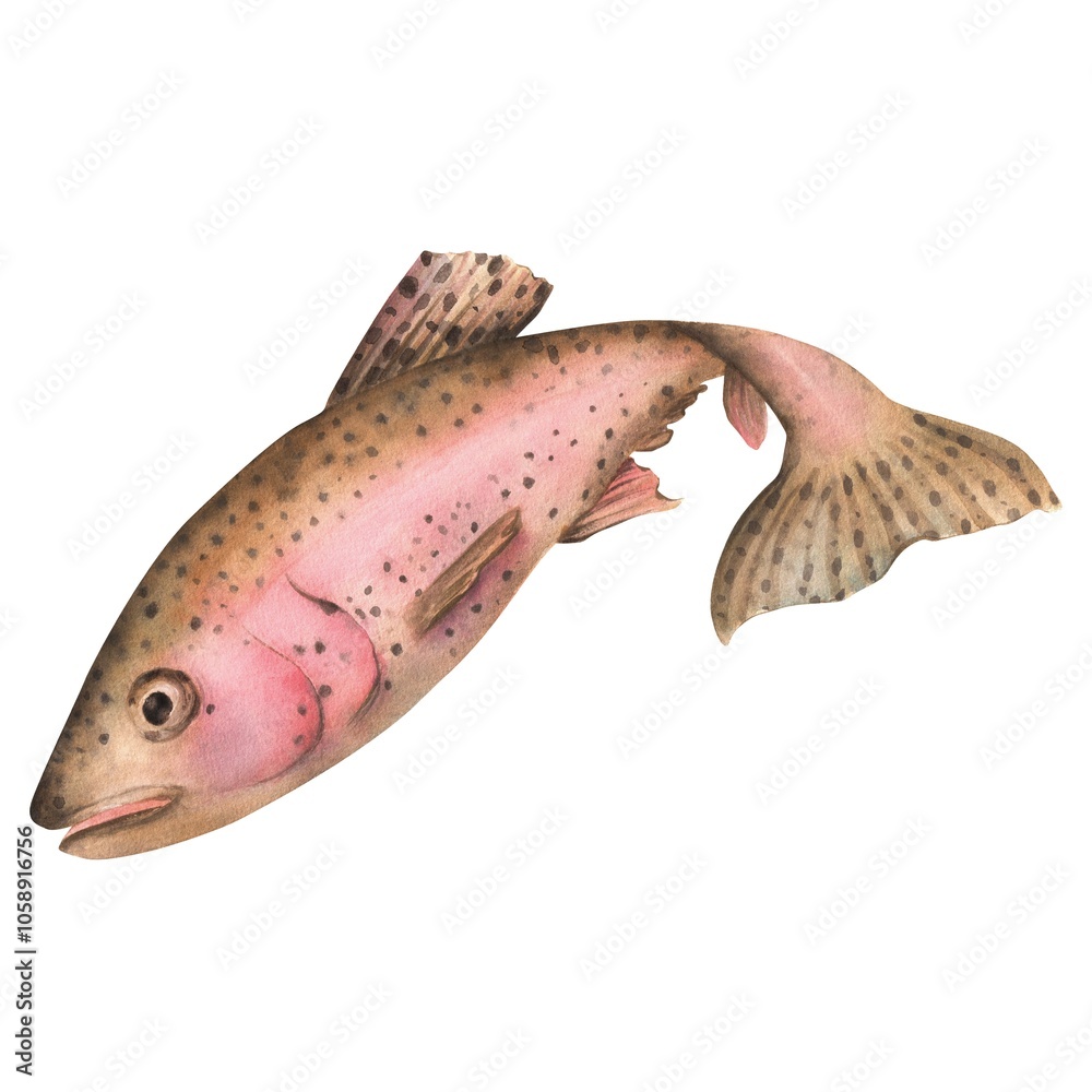 Obraz premium Freshwater rainbow trout fish. Fishing clipart. Riverine fish. Hand-drawn watercolor illustration