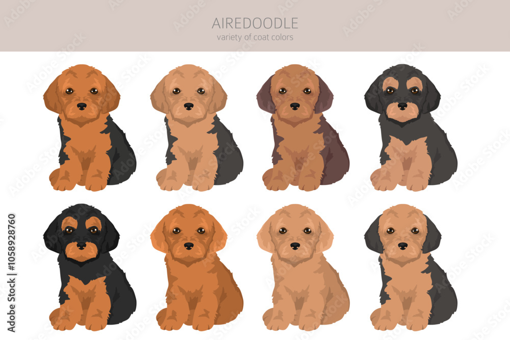 Obraz premium Airedale terrier Poodle mix. Airedoodle clipart. Different coat colors set. Vector illustration