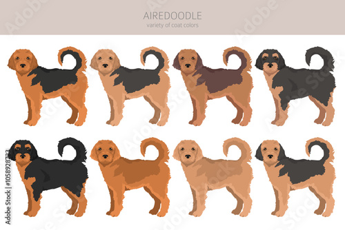Airedale terrier Poodle mix. Airedoodle clipart. Different coat colors set.  Vector illustration