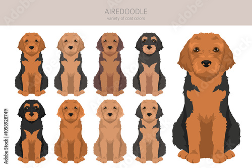 Airedale terrier Poodle mix. Airedoodle clipart. Different coat colors set.  Vector illustration