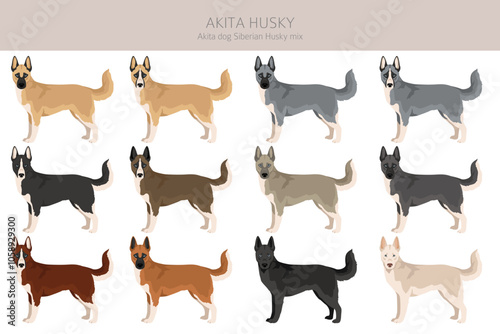 Akita Inu Siberian Husky mix. Akita Husky clipart. Different coat colors set.  Vector illustration