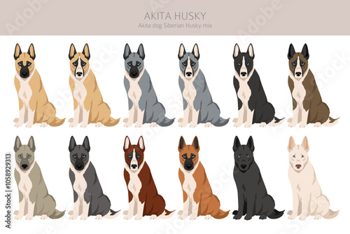 Akita Inu Siberian Husky mix. Akita Husky clipart. Different coat colors set.  Vector illustration
