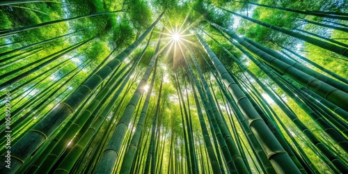 Serene Green Bamboo Forest Landscape Photography