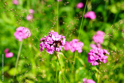 Fototapeta Naklejka Na Ścianę i Meble -  Fauna and flora of the Bieszczady National Park.