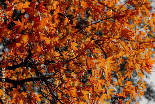 Selective focus of orange red leaves of Liquidambar styraciflua on tree in fall, American sweetgum or American storax, Hazel pine is a deciduous tree in the genus Liquidambar, Nature autumn background photo