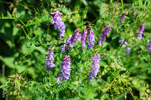 Fototapeta Naklejka Na Ścianę i Meble -  Fauna and flora of the Bieszczady National Park.