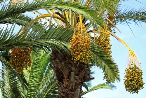 Dates ripening, date palm garden, close up.