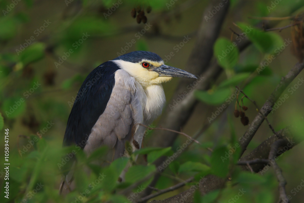 Wildlife, birds. Black-Crowned Night Heron (Nycticorax nycticorax) They nest in tall trees, bushes and reeds. They usually feed on fish, amphibians, reptiles, insects and spiders. Wildlife, birds. Black-Crowned Night Heron (Nycticorax nycticorax) They nest in tall trees, bushes and reeds. They usually feed on fish, amphibians, reptiles, insects and spiders.