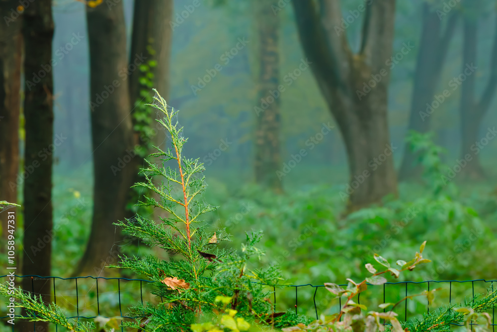 Fototapeta premium misty landscaped design flower bed evergreen plant foreground dramatic woods atmospheric environment space of spring rain forest