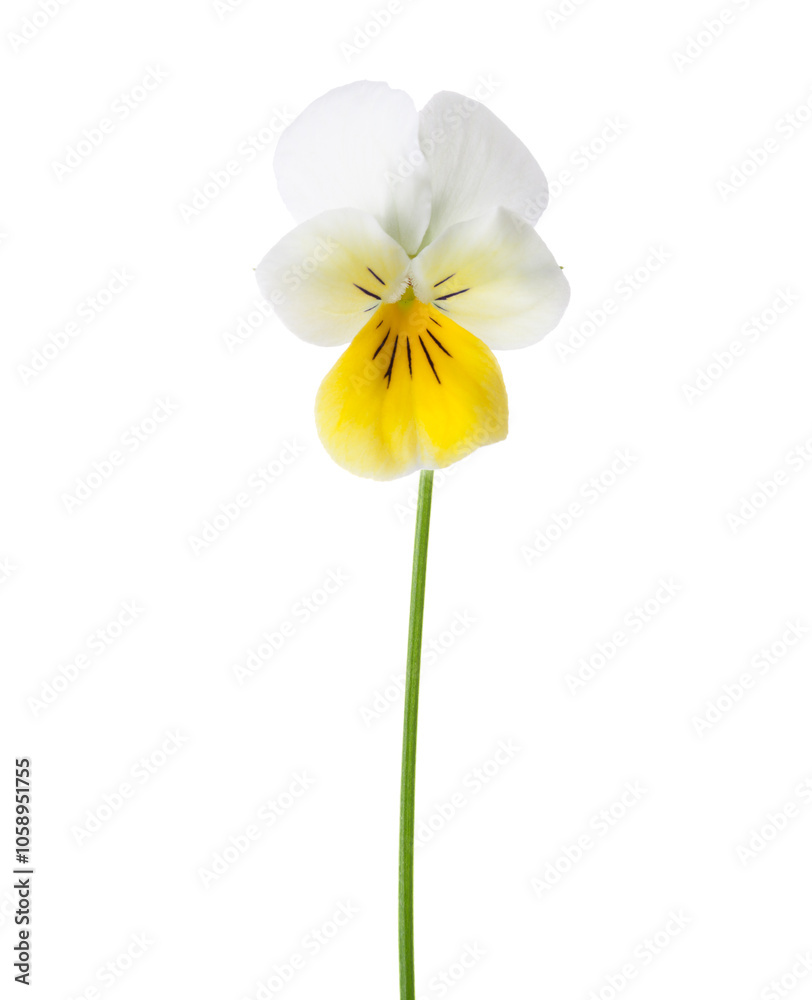 Flower of Viola Arvensis (Field Pansy) isolated on white background.