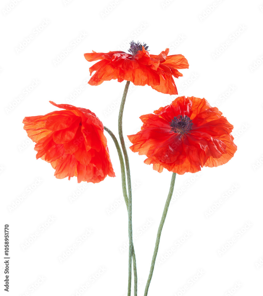 Three red Poppies isolated on white background.