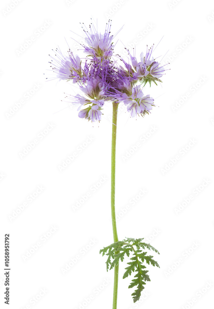 Light purple flower of Lacy Phacelia isolated on white background.