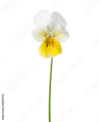 Obraz na płótnie Flower of Viola Arvensis (Field Pansy) isolated on white background. w salonie