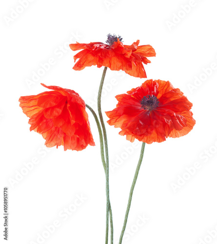 Obraz na płótnie Three red Poppies isolated on white background. w salonie