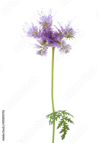 Obraz na płótnie Light purple flower of Lacy Phacelia isolated on white background. w salonie