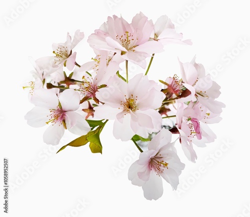 Sakura flowers, cherry blossom branch, isolated on white