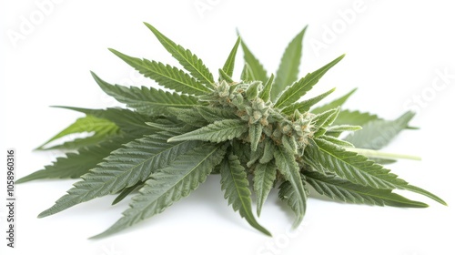 Fresh Cannabis Buds and Leaves Isolated on White Background