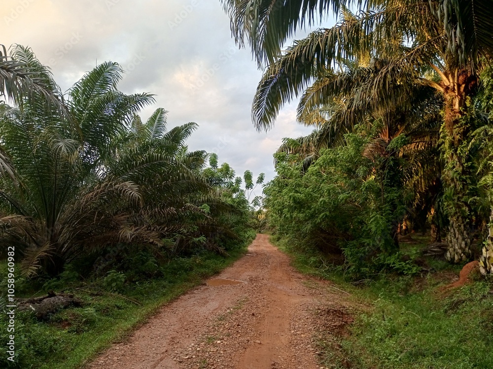 A dirt road winds through a lush palm tree plantation, with sunlight dappling through the leaves. A dirt road winds through a lush palm tree plantation, with sunlight dappling through the leaves.