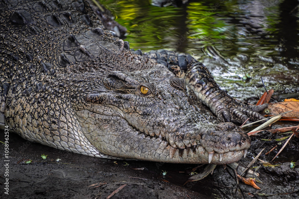 Close-up photo of The saltwater crocodile (Crocodylus porosus) is a crocodilian native to saltwater habitats, brackish wetlands and freshwater rivers. Concept for World Animal Day Close-up photo of The saltwater crocodile (Crocodylus porosus) is a crocodilian native to saltwater habitats, brackish wetlands and freshwater rivers. Concept for World Animal Day