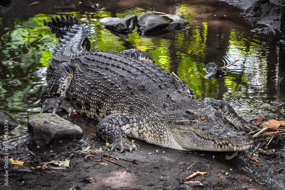 Close-up photo of The saltwater crocodile (Crocodylus porosus) is a crocodilian native to saltwater habitats, brackish wetlands and freshwater rivers. Concept for World Animal Day Close-up photo of The saltwater crocodile (Crocodylus porosus) is a crocodilian native to saltwater habitats, brackish wetlands and freshwater rivers. Concept for World Animal Day