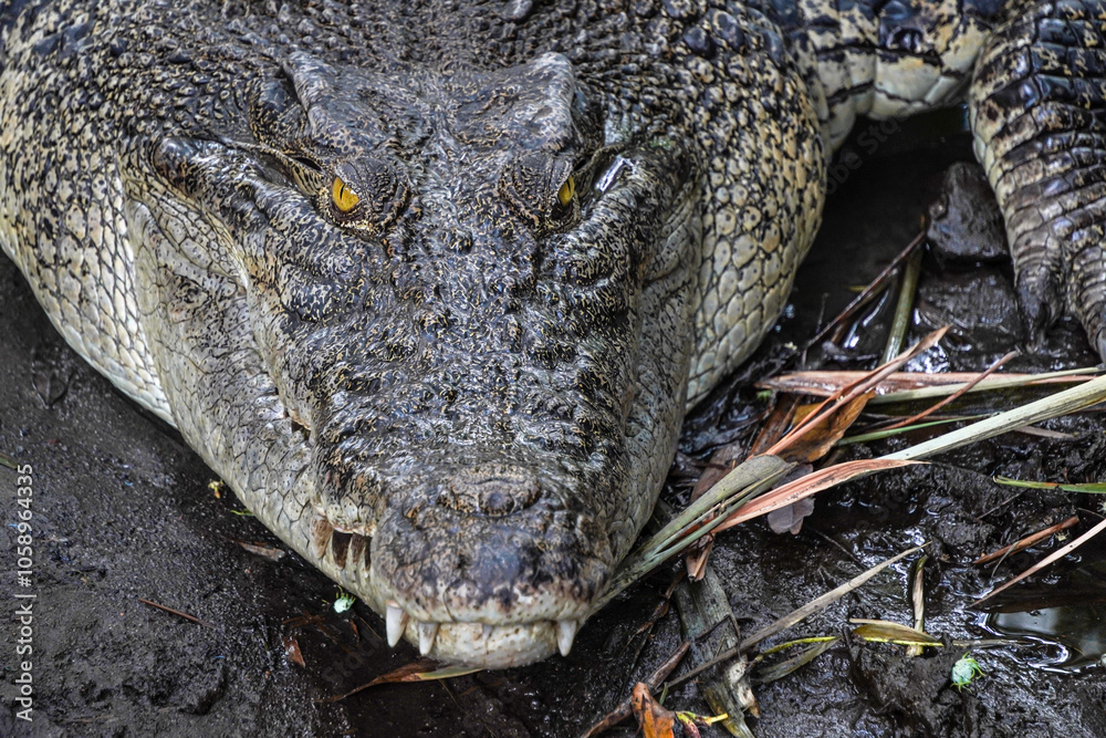 Fototapeta premium Close-up photo of The saltwater crocodile (Crocodylus porosus) is a crocodilian native to saltwater habitats, brackish wetlands and freshwater rivers. Concept for World Animal Day