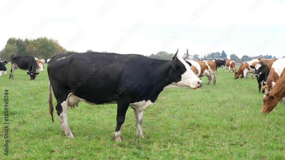Cows graze in the pasture. Agriculture. Cattle breeding. Cows graze in the pasture. Agriculture. Cattle breeding.