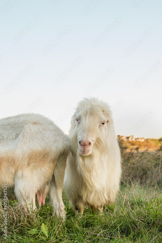 Fototapeta premium Two white goats are grazing in a vibrant green field as the sun sets, creating a tranquil atmosphere in the countryside. Their fluffy coats shine softly in the fading light.