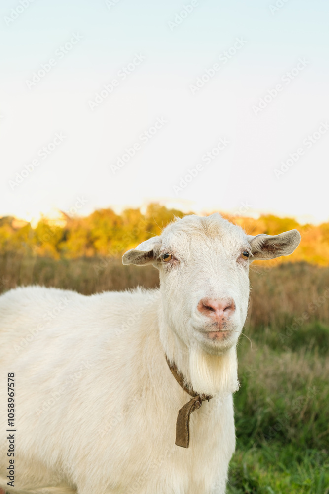 A white goat gazes curiously while standing in a lush green field. The background features vibrant autumn foliage and a clear, bright sky, creating a serene atmosphere. A white goat gazes curiously while standing in a lush green field. The background features vibrant autumn foliage and a clear, bright sky, creating a serene atmosphere.