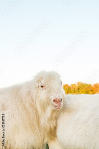 Two fluffy white goats stand together in a peaceful countryside, basking in the sunshine as vibrant autumn leaves create a colorful backdrop, showcasing a tranquil rural scene.