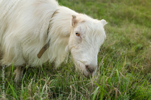 A friendly white goat peacefully grazes on vibrant green grass in a tranquil countryside environment, enjoying a sunny day outdoors.