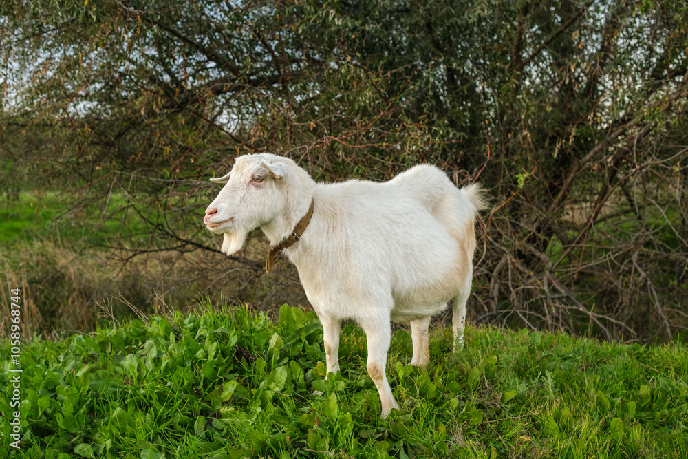 Obraz premium A white goat stands calmly in a vibrant green field, surrounded by lush grass and a backdrop of trees, enjoying a sunny afternoon in a peaceful rural setting.