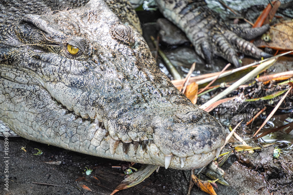Naklejka premium Close-up photo of The saltwater crocodile (Crocodylus porosus) is a crocodilian native to saltwater habitats, brackish wetlands and freshwater rivers. Concept for World Animal Day