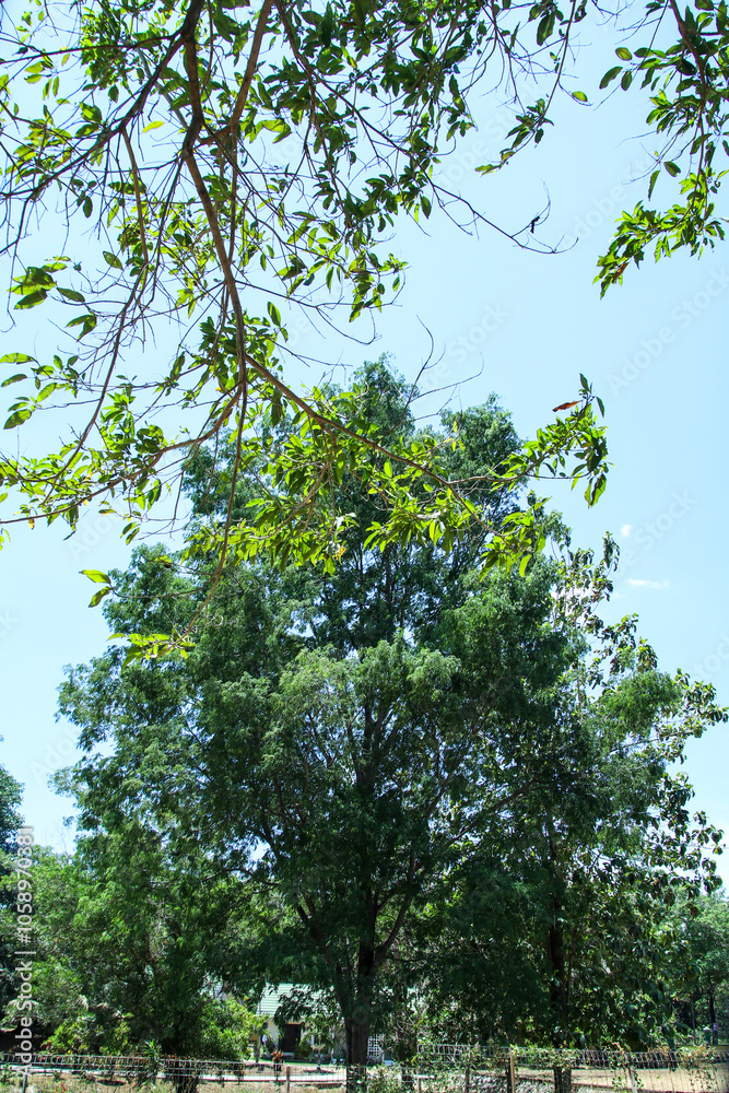 Fototapeta premium Shady trees and green leaves under the blue sky