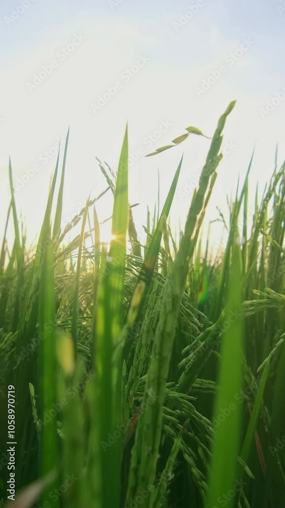 Witness the tranquil beauty of a sunrise illuminating vibrant green rice fields. The soft glow of morning light transforms the landscape, inviting a sense of peace and renewal. Witness the tranquil beauty of a sunrise illuminating vibrant green rice fields. The soft glow of morning light transforms the landscape, inviting a sense of peace and renewal.