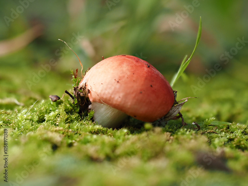 雨の日の公園の地面の苔と成長中の鮮やかなキノコの様子 photo