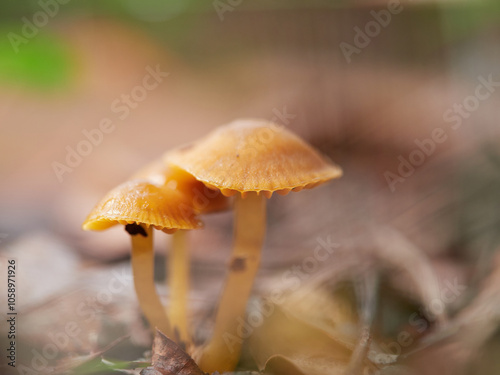 雨の日の森の地面から出た小さいキノコの様子 photo