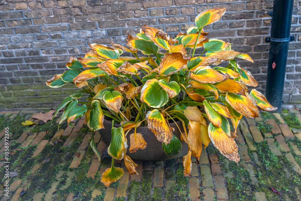 Closeup of a hosta plant in a pot on the ground in front of a brick wall. It's autumn and the leaves are turning yellow before dying completely.