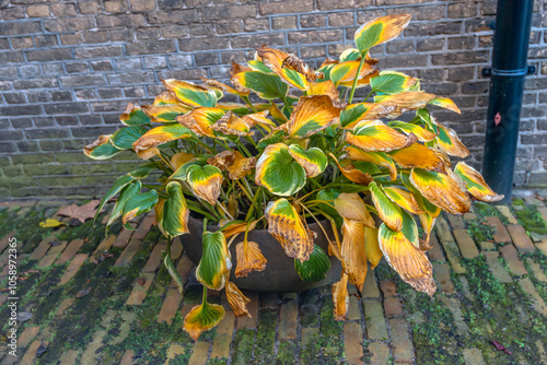 Obraz na płótnie Closeup of a hosta plant in a pot on the ground in front of a brick wall. It's autumn and the leaves are turning yellow before dying completely. w salonie
