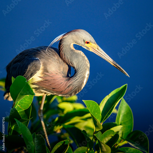 Tricolored Heron