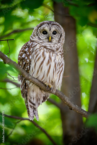 Barred Owl