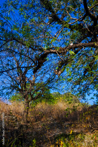 the view of trees in arid land is suitable as a background