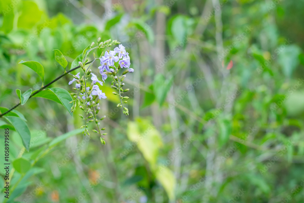 Obraz premium Blurred close-up photo, out-of-focus photo of green leaves, sky flower or another name, duranta
