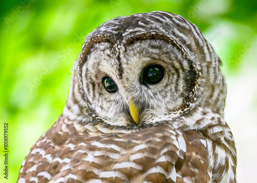 Barred Owl