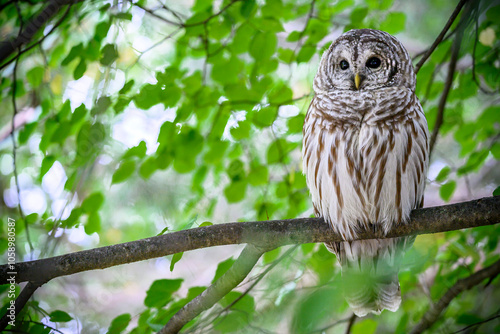 Barred Owl